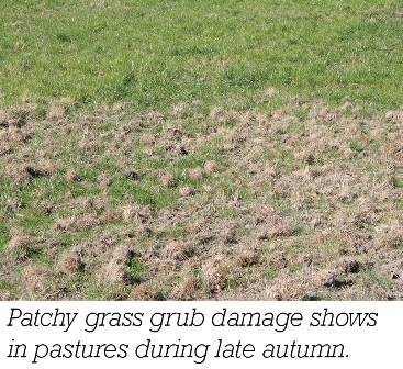 Barenbrug Superior Pastures Pasture pests